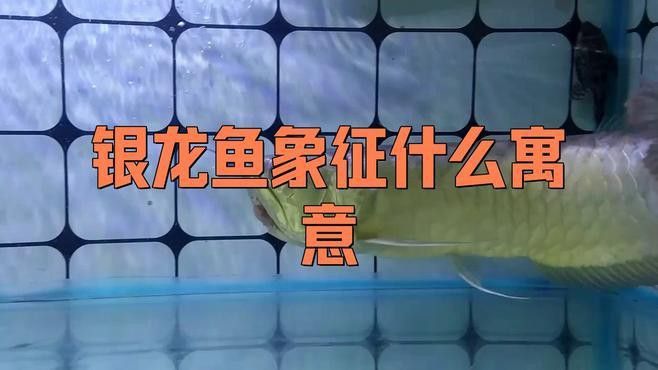 家中養(yǎng)銀龍魚養(yǎng)幾條好