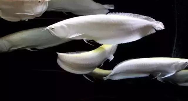 家中養(yǎng)銀龍魚養(yǎng)幾條好