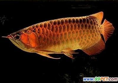 龍魚一年產卵幾次：如何提高龍魚繁殖率