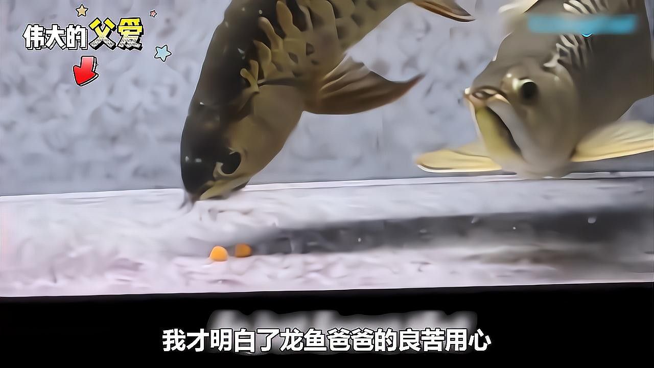 龍魚故事中哪個最感人？