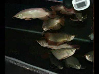 中國最貴紅龍魚7000萬元左右：中國批發龍魚市場主要集中在幾個地區