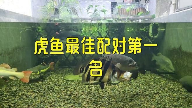 龍魚虎魚混養(yǎng)魚推薦