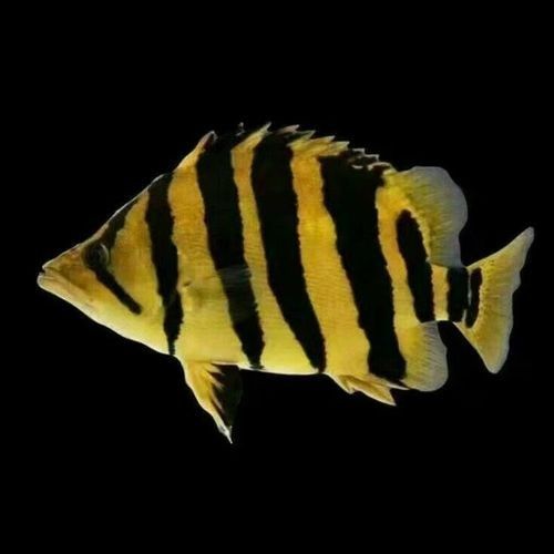 龍魚虎魚混養(yǎng)魚推薦