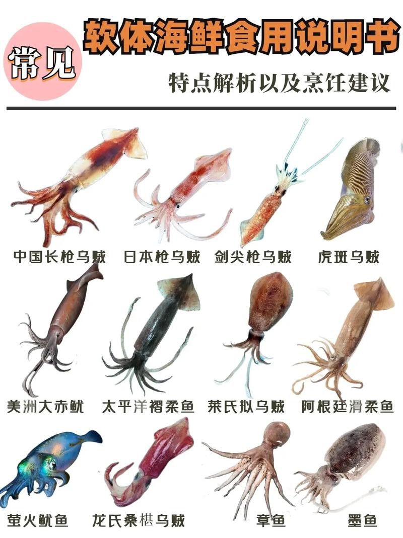 八爪龍魚圖片大全
