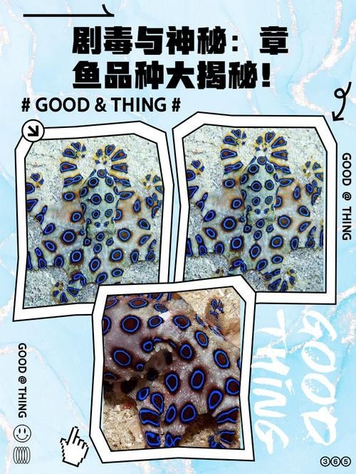 八爪龍魚圖片大全