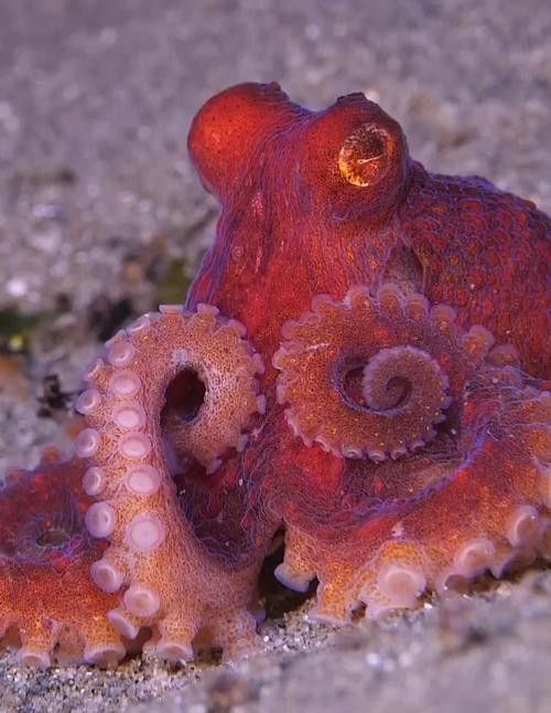八爪龍魚圖片大全