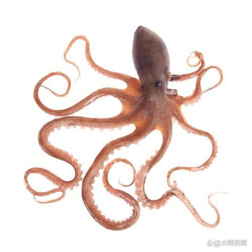 八爪龍魚圖片大全