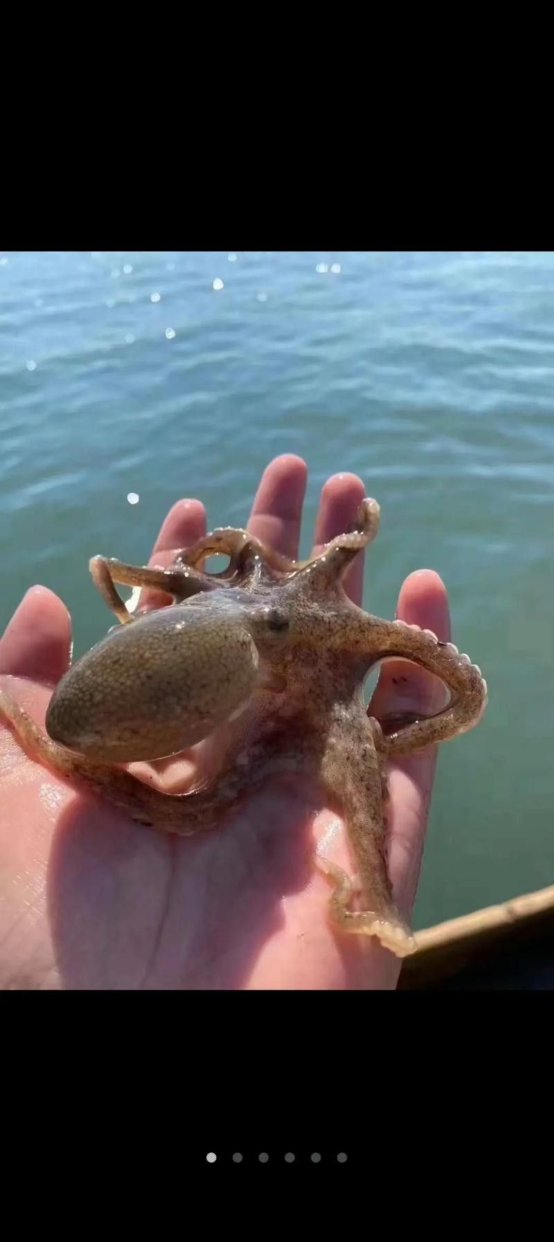 八爪龍魚圖片大全