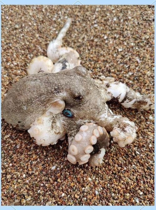 八爪龍魚圖片大全