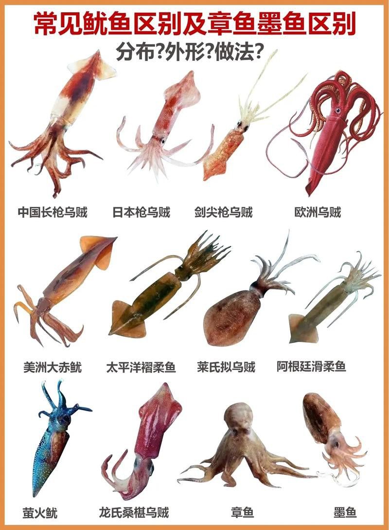 八爪龍魚圖片大全