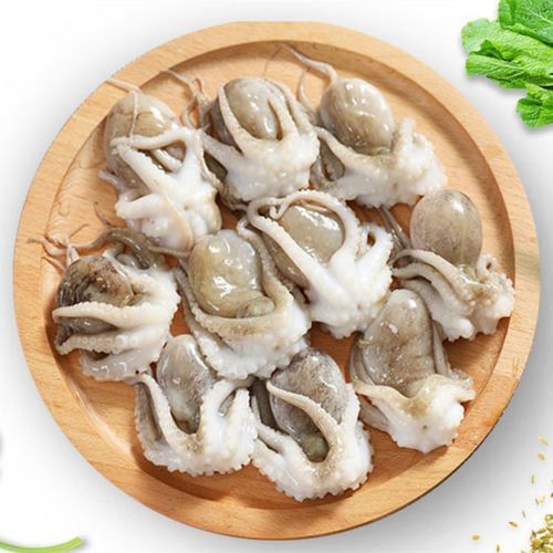八爪龍魚圖片大全