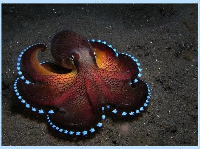 八爪龍魚圖片大全