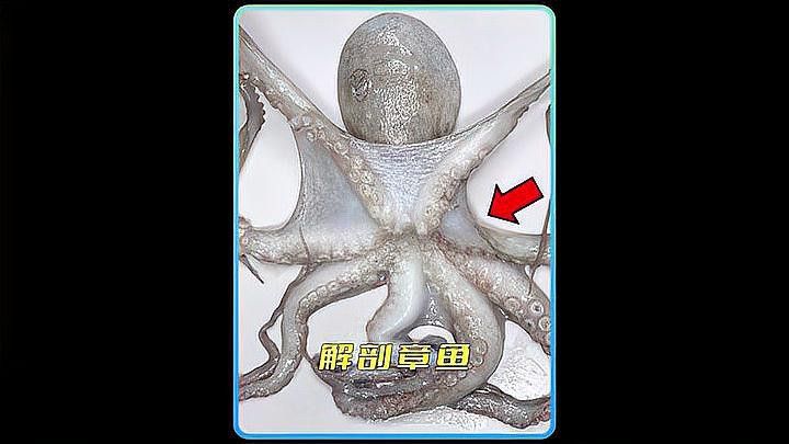 八爪龍魚圖片大全