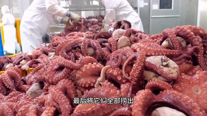 八爪龍魚圖片大全