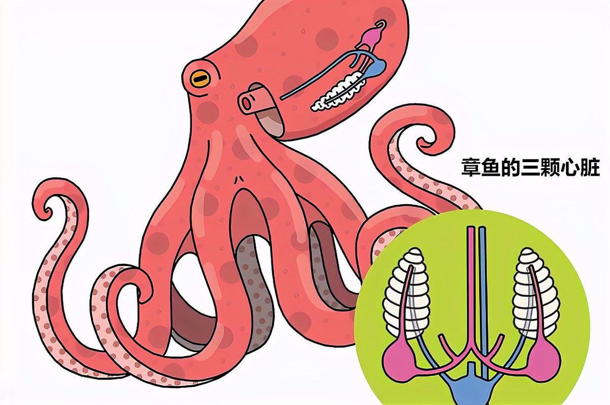 八爪龍魚圖片大全