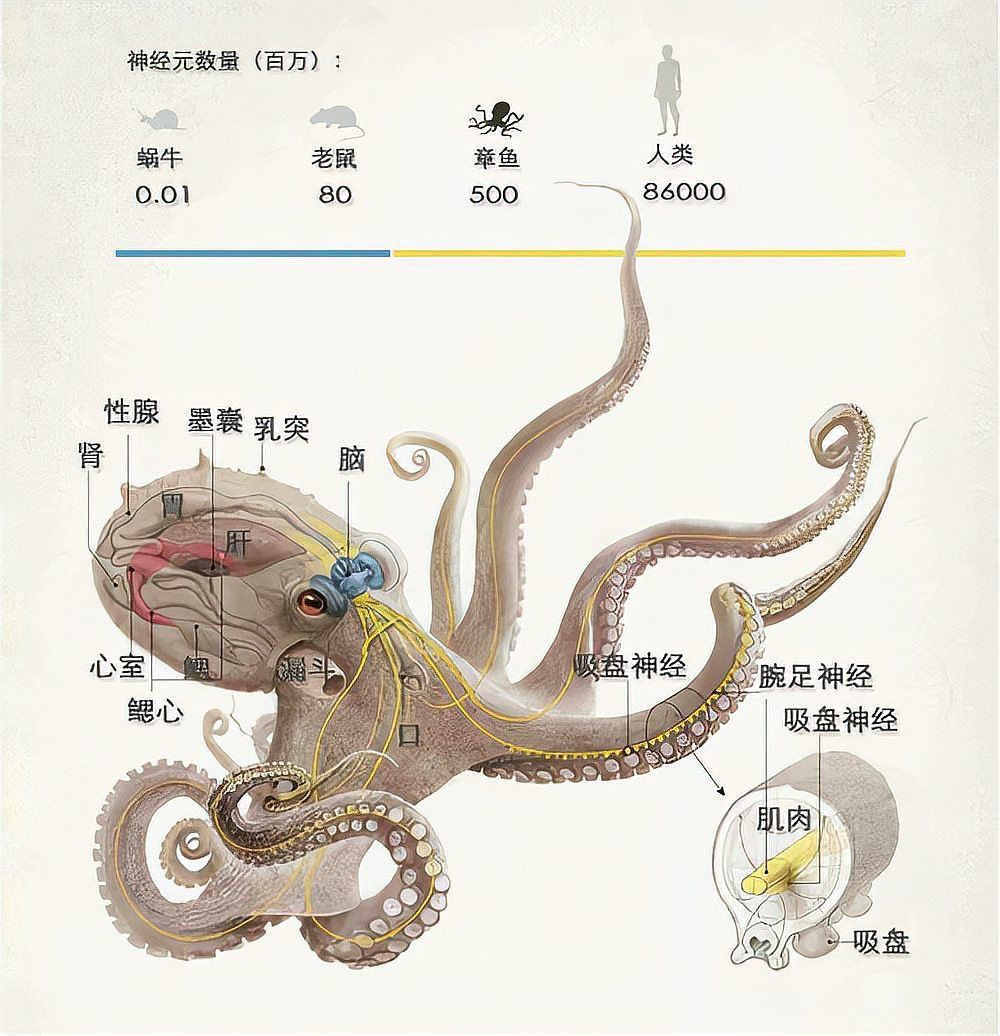 八爪龍魚圖片大全