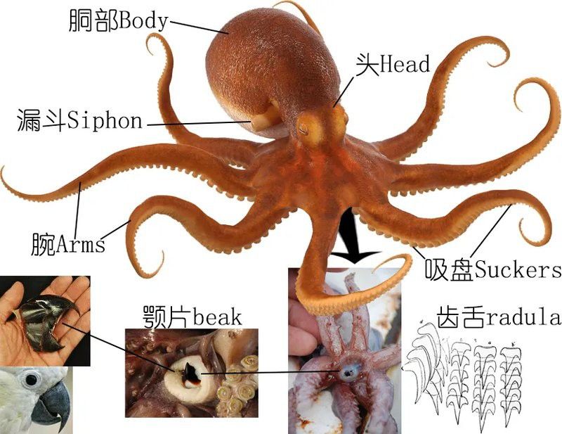 八爪龍魚圖片大全