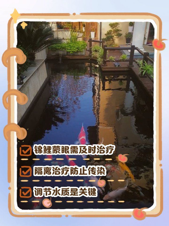 錦鯉魚蒙眼最好最快的辦法