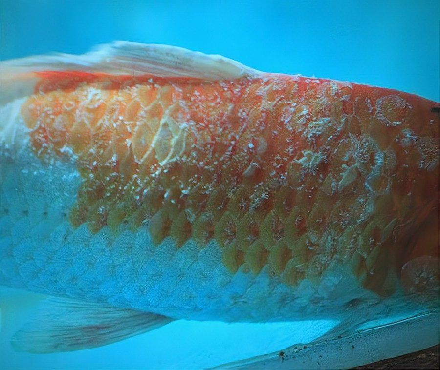 錦鯉魚蒙眼最好最快的辦法