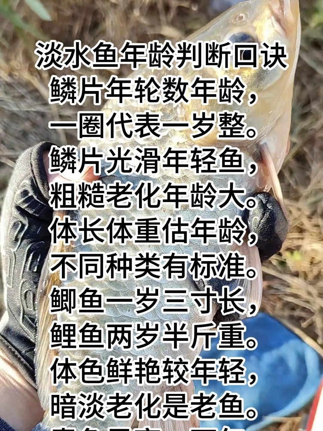 怎樣判斷高背金龍魚的年齡？