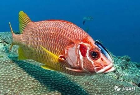 怎樣判斷高背金龍魚的年齡？