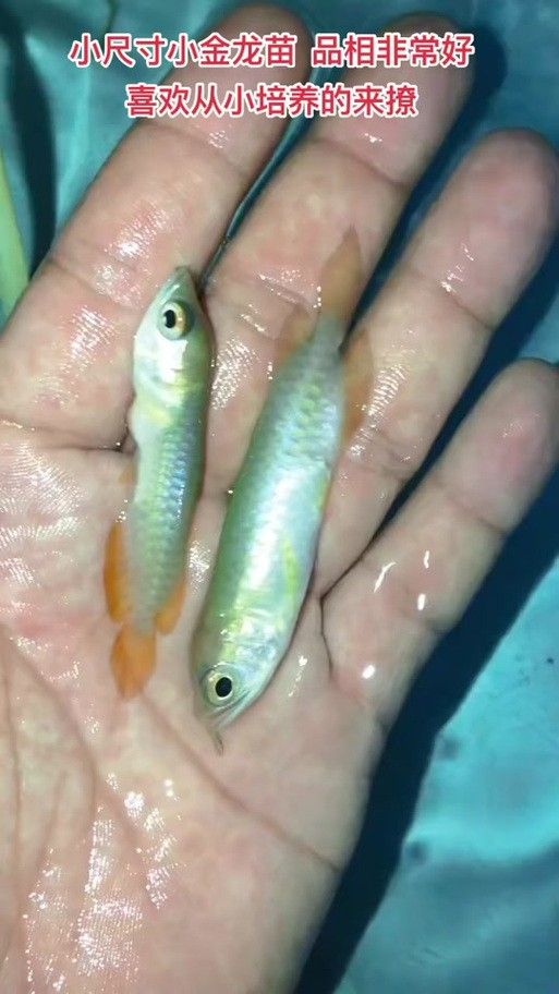 怎么買金龍魚幼苗