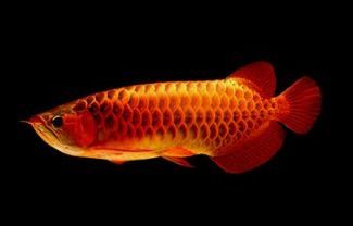 龍魚缸水發黃的解決辦法：龍魚缸換水頻率及注意事項