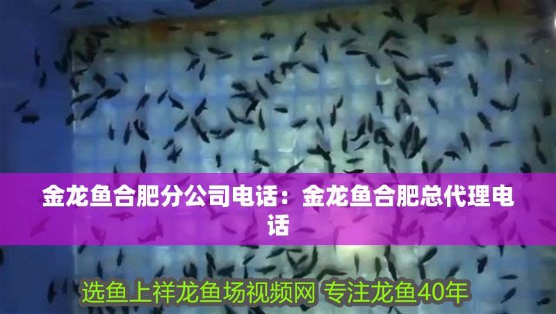 金龍魚合肥經銷商電話