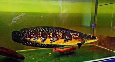 金塵雷龍魚尺寸