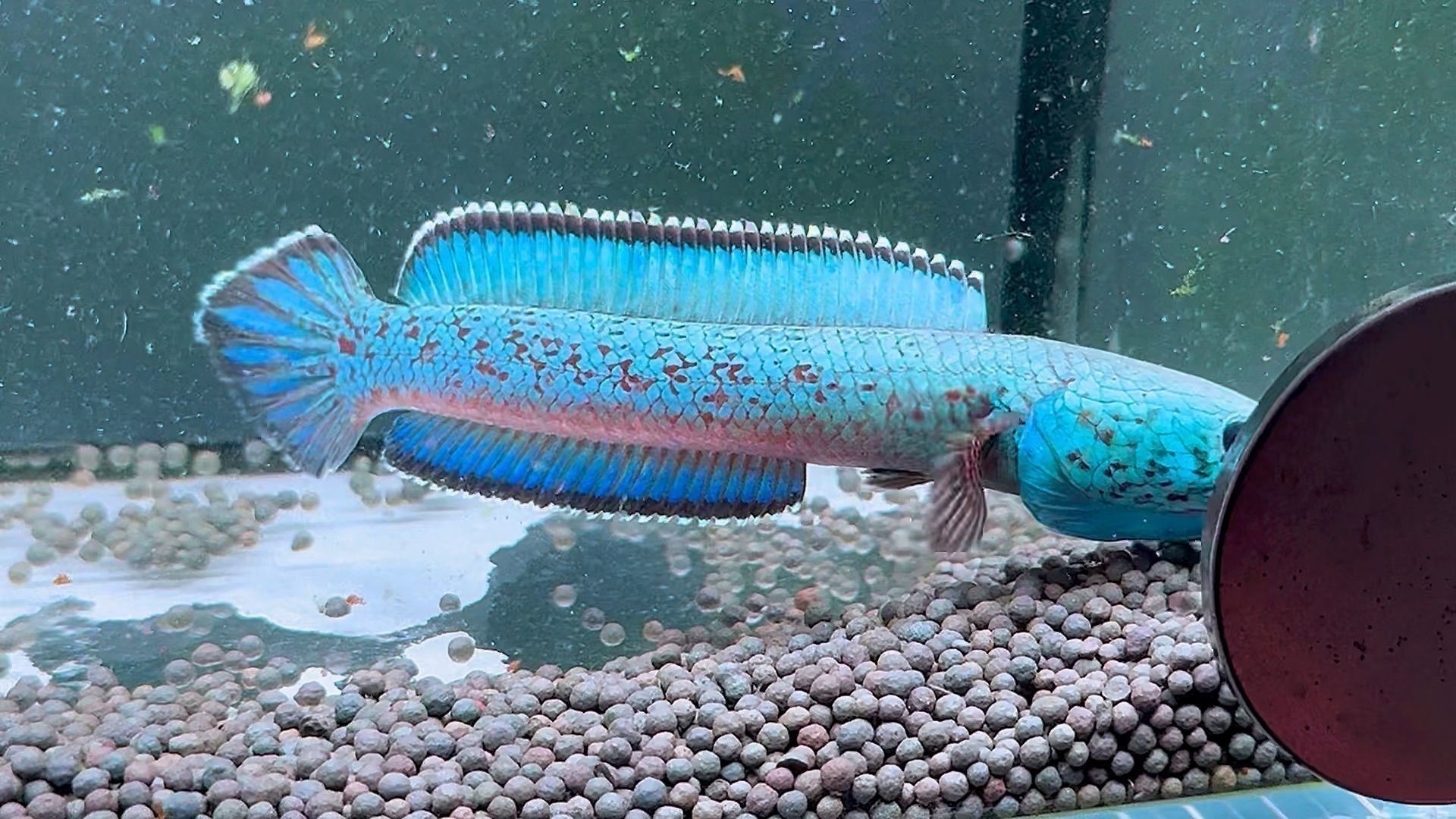 金塵雷龍魚尺寸