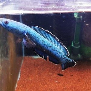 金塵雷龍魚尺寸