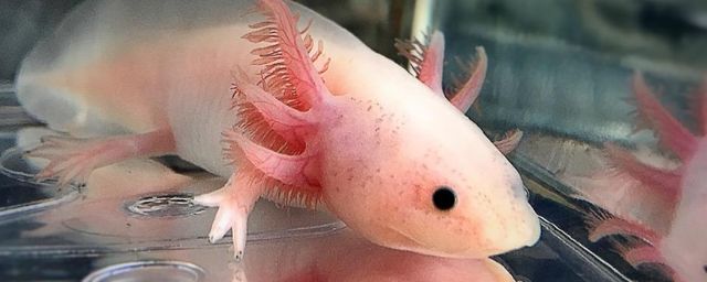 六角恐龍魚一次喂多少食物：六角恐龍魚一次喂食多少合適