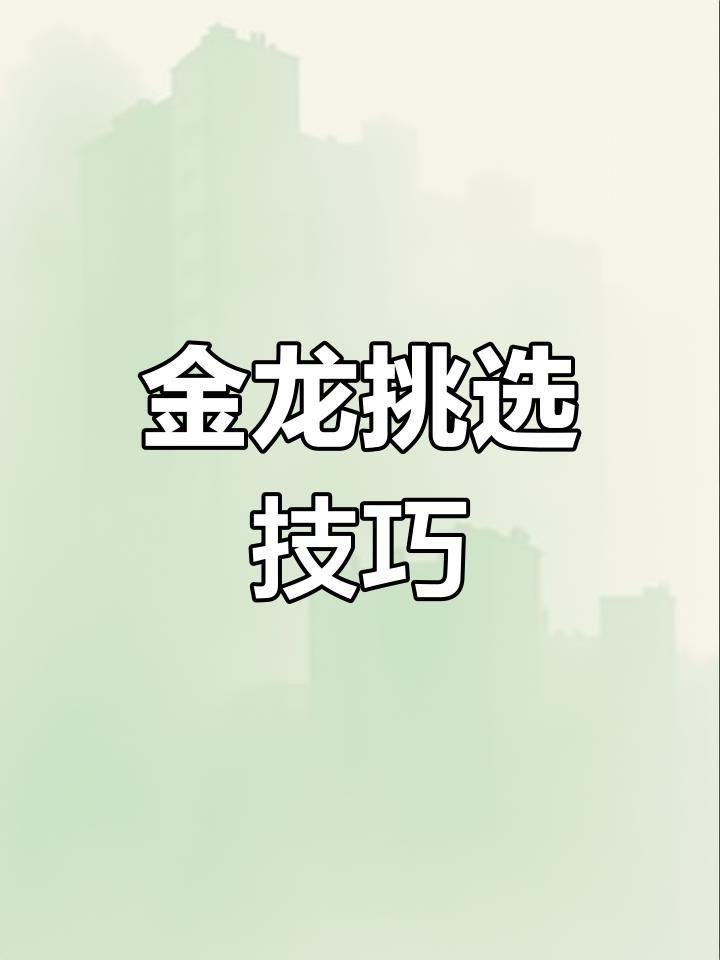 如何辨別優(yōu)質(zhì)點(diǎn)金龍