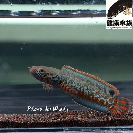 龍魚和雷龍魚的區別是什么意思：龍魚與雷龍魚的區別