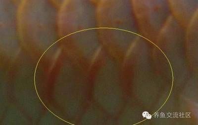 龍魚疾病圖解圖片高清大圖：龍魚疾病圖解圖片高清大全