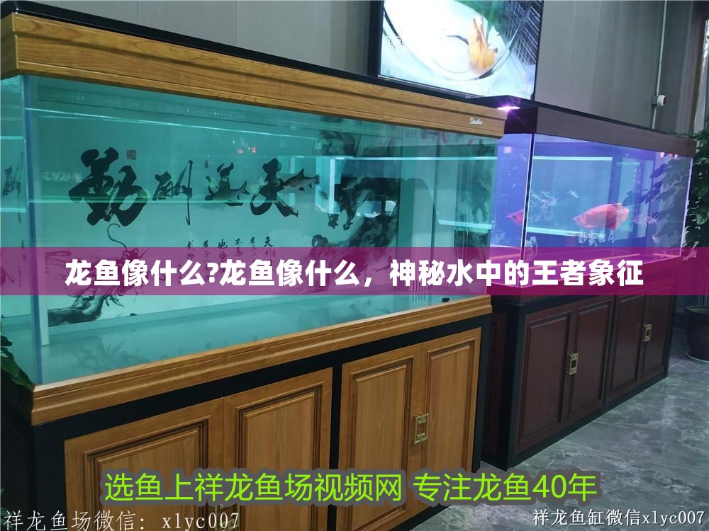 龍魚像什么?龍魚像什么，神秘水中的王者象征