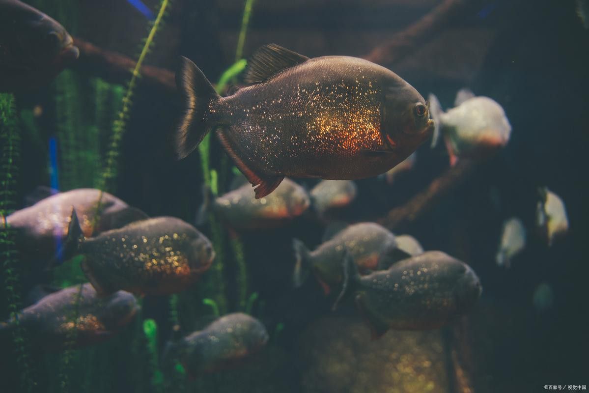 水虎魚和龍魚混養(yǎng)可以嗎圖片