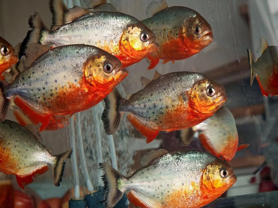 水虎魚和龍魚混養(yǎng)可以嗎圖片