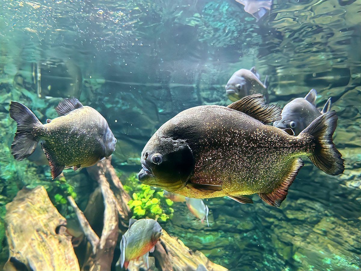 水虎魚和龍魚混養(yǎng)可以嗎圖片
