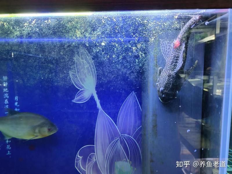 水虎魚和龍魚混養(yǎng)可以嗎圖片