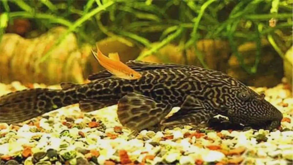 銀龍魚放生的后果