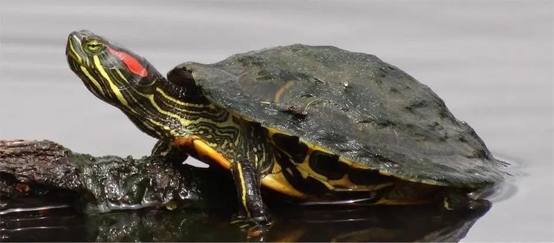 銀龍魚放生的后果