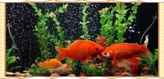如何判斷魚缸中假龍龜是否有效？