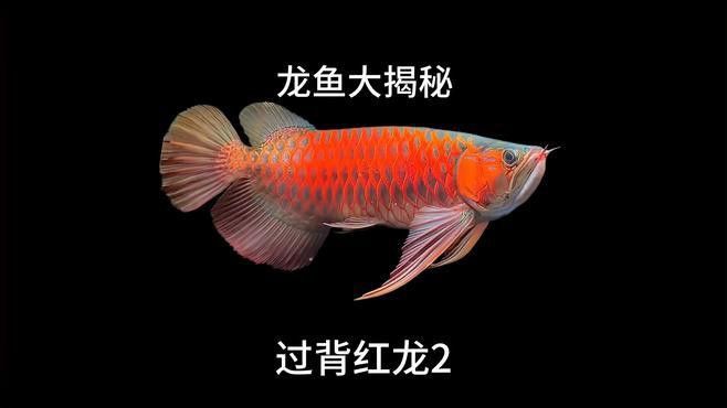 紅龍魚是不是都過背紅的