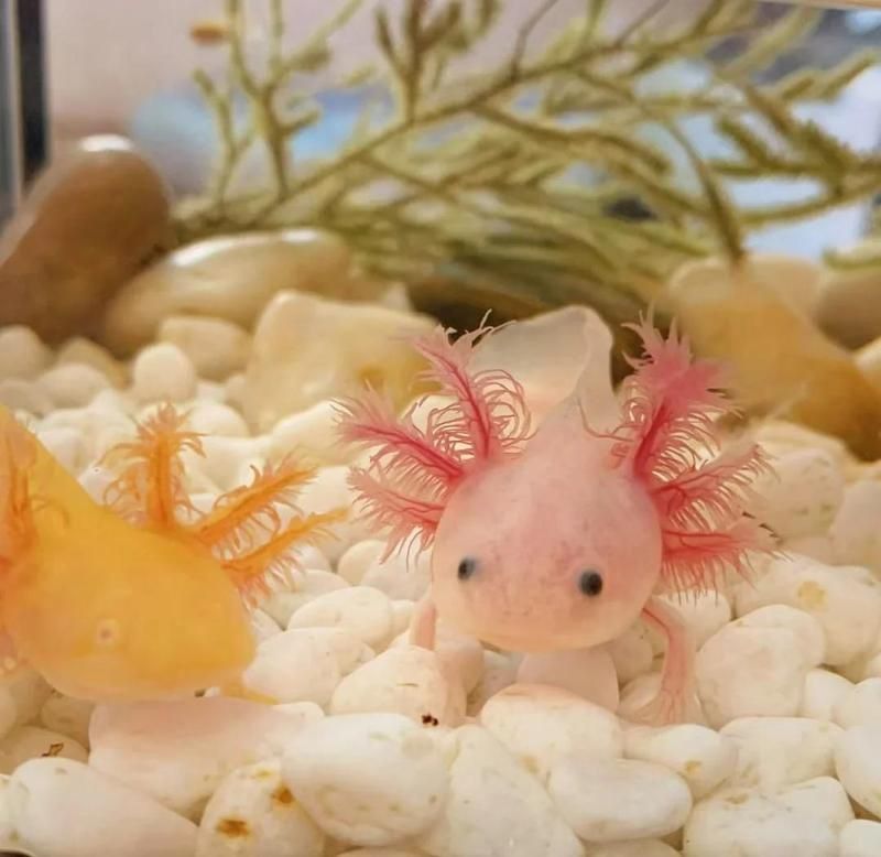 六角龍魚的寓意和象征