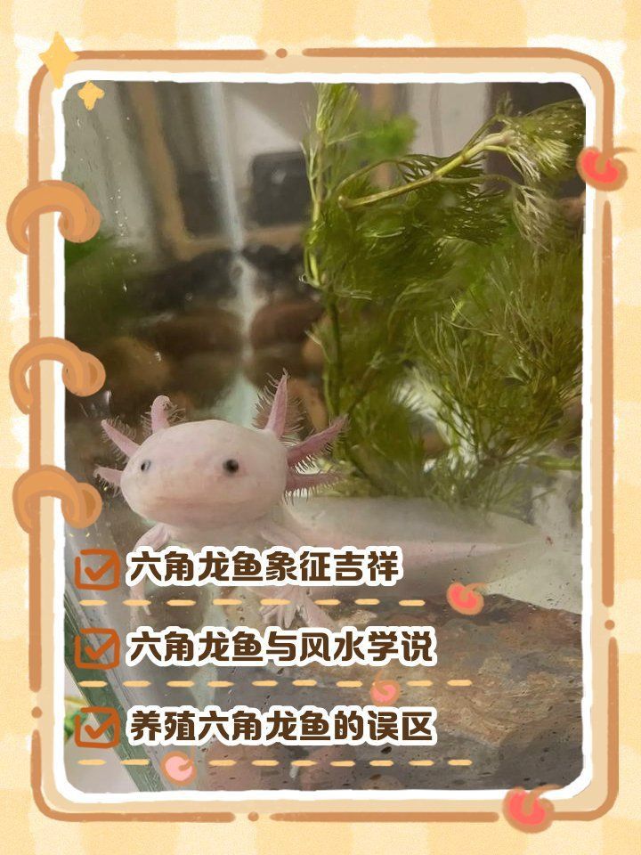六角龍魚的寓意和象征