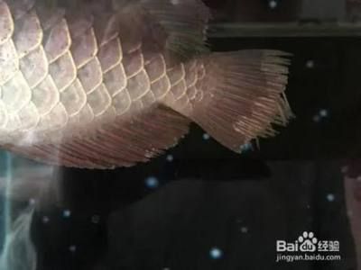 銀龍魚爛尾爛鰭腳掉還能長出來嗎圖片（銀龍魚的鰭和尾部受損后是否能再生取決于損傷的程度和處理方式）