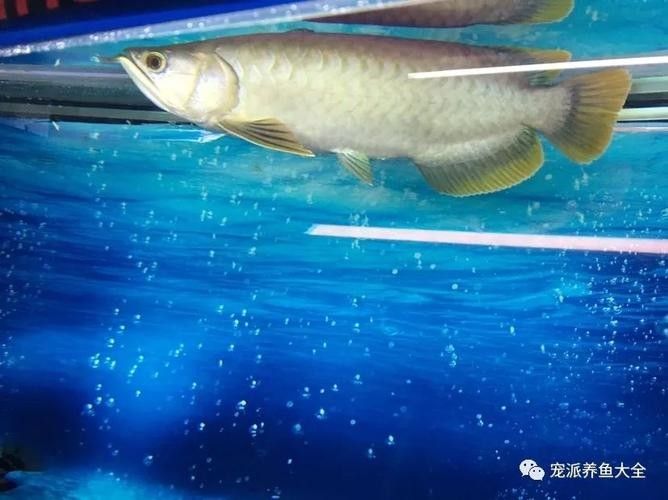 黃尾巴龍魚是什么品種