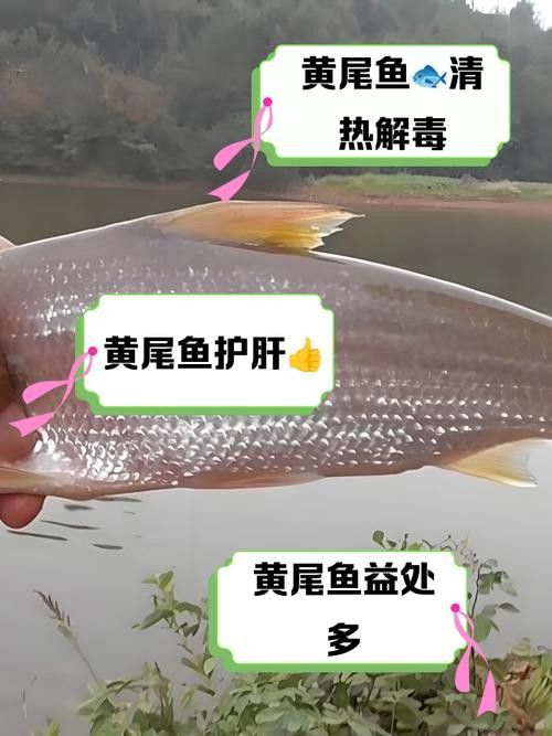 黃尾巴龍魚是什么品種