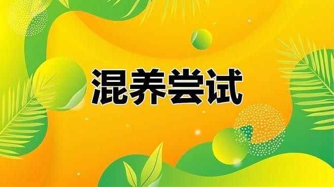 黃金雷龍魚能混養嗎怎么養